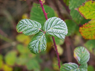 Frosty green leaves on a wild blackberry shrub