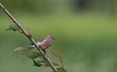 The Common Linnet in natural habitat. The red linnet sits on a thin twig. Soft green background. Small passerine bird. Ukraine.