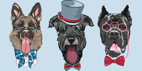 Set of hipster dog German shepherd, Schnauzer and Cane Corso breed in hat, glasses and bow tie - obrazy, fototapety, plakaty