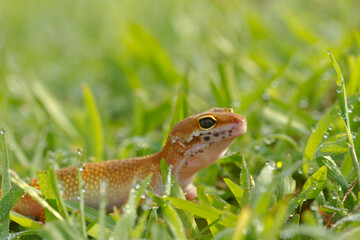 Leopard Gecko on nature background.Leopard gecko lizard, close up macro.