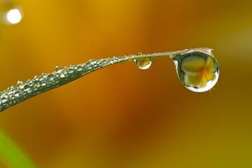 Flowers in the drops of dew on the green grass. Nature background.