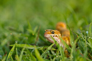 Leopard Gecko on nature background.Leopard gecko lizard, close up macro.