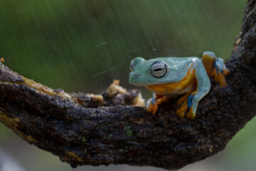 Australian Green Tree Frog on natural background