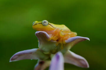 Golden glass frog on leaf with nature background, Philautus vittiger frog
