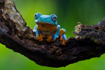 Australian Green Tree Frog on natural background