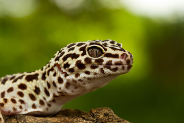 Leopard Gecko on nature background.Leopard gecko lizard, close up macro.