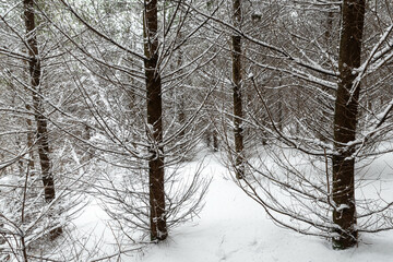 Dense snowy forest