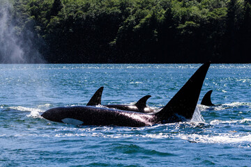 Orca (Killer Whale) pod near Tofino, Vancouver Island, B.C., Canada.