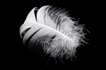 bird feather on a black background