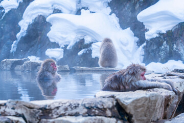 Snow monkeys. Hakodate is famed for its monkeys a rare sight with their human-like passion for...