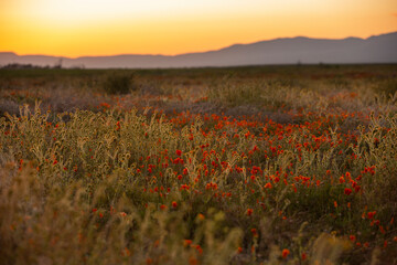Sunset view of fields of poppies in Lancaster, California, USA.