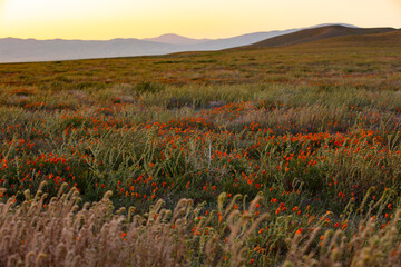 Sunset view of fields of poppies in Lancaster, California, USA.