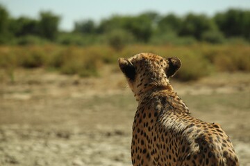 Full body image from behind an adult cheetah stalking its prey