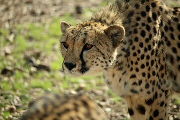 Cheetah head and shoulders looking past another cheetah