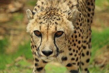 Adult cheetah in defensive position towards the camera