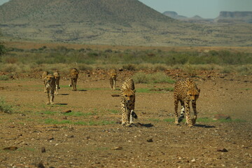 A cheetah coalition walks through a vast Namibian landscape
