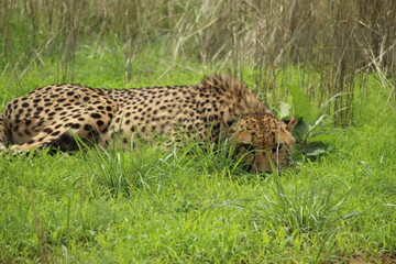 Cheetah laying flat in young green grass