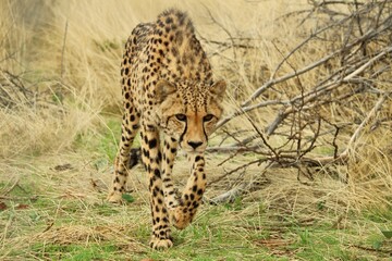 One adult cheetah walking towards the camera