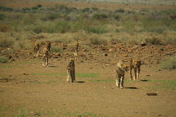 A cheetah coalition walks through a vast Namibian landscape