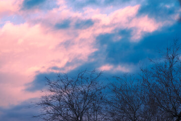 trees against a pink sky