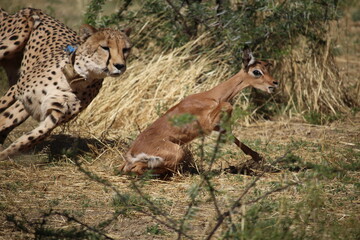 Adult male cheetah hunting a young impala calf