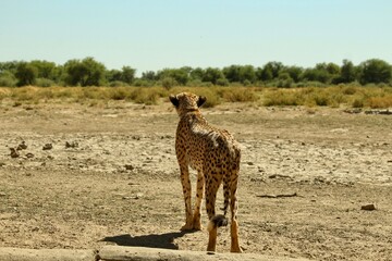 Full body image from behind an adult cheetah stalking its prey