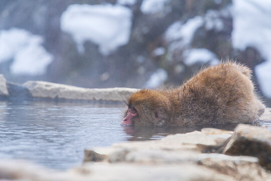 monkey in onzen, Monkey onsen in a natural hot spring, located in Snow Monkey, Nagono Japan.