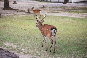 EOS5D.広島宮島、遠ざかる牡鹿。