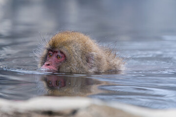Travel Asia. Red-cheeked monkey. During winter, you can see monkeys soaking in a hot spring at Hakodate is popular hot spring. The snow monkeys soak in Japan