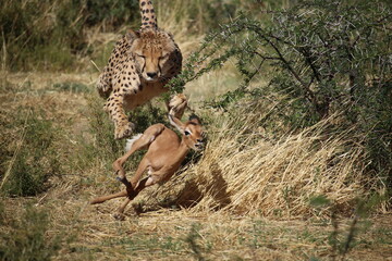 Adult male cheetah hunting a young impala calf © Carine