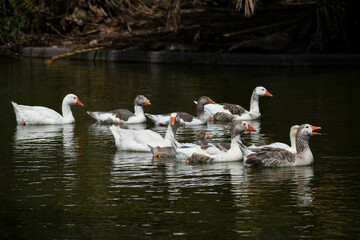 Domestic goose (Anser anser domesticus) family with gosling