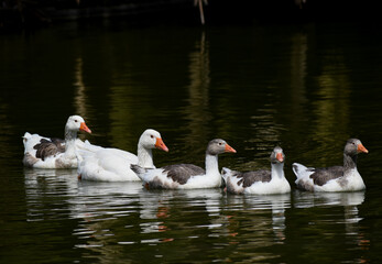 Domestic goose (Anser anser domesticus) family with gosling