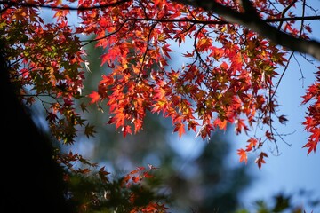 青空バックに光を浴びて輝くカラフルなモミジの紅葉＠神戸、兵庫