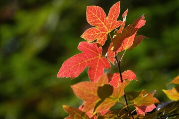 Obraz premium 光を浴びて輝く紅葉＠神戸、兵庫