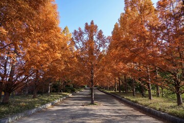 Naklejka premium 青空バックに光を浴びて輝くメタセコイヤ並木の黄葉＠神戸、兵庫