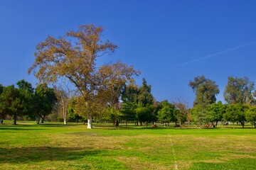Fototapeta na wymiar Green Park on a Sunny Day