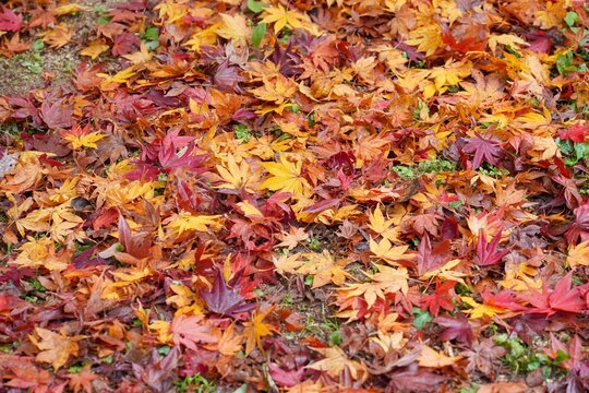 カラフルな落ち葉の絨毯＠神戸、兵庫