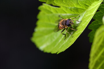 The syphidophore flies live on wild plants