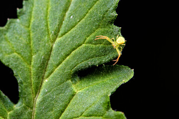 Crab spiders inhabit wild plants