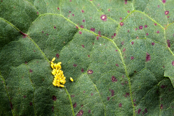 Eggs and larvae inhabit wild plants