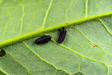 Eggs and larvae inhabit wild plants