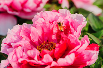 Peony in full bloom in the city park