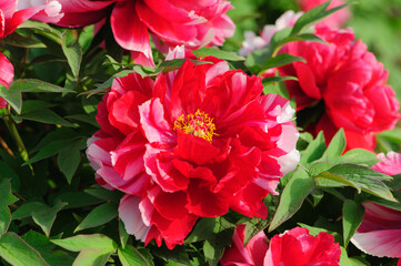 Peony in full bloom in the city park