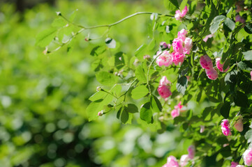 Roses bloom in spring