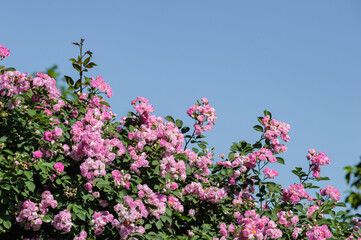 Roses bloom in spring