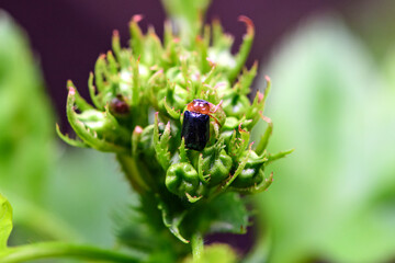 An insect that lives on wild plants -- a leaf beetle