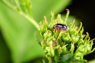 An insect that lives on wild plants -- a leaf beetle
