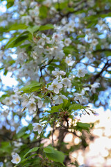 白峯神宮の彼岸桜