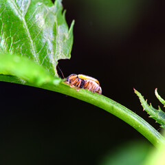An insect that lives on wild plants -- a leaf beetle