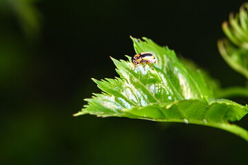 An insect that lives on wild plants -- a leaf beetle